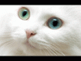 /album/galeria-de-fotos/th-gato29-gif/